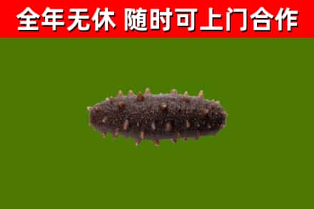 丹棱县烟酒回收干海参.jpg